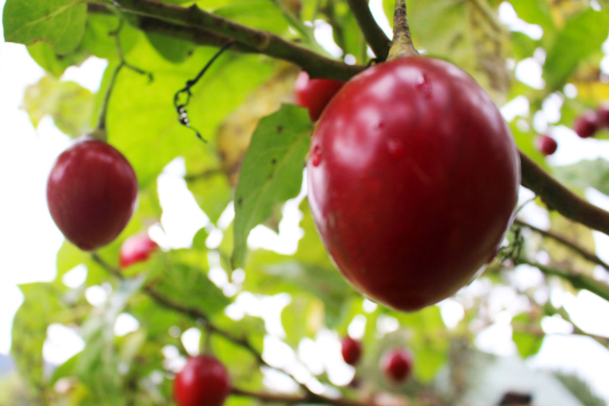 tomate de árbol