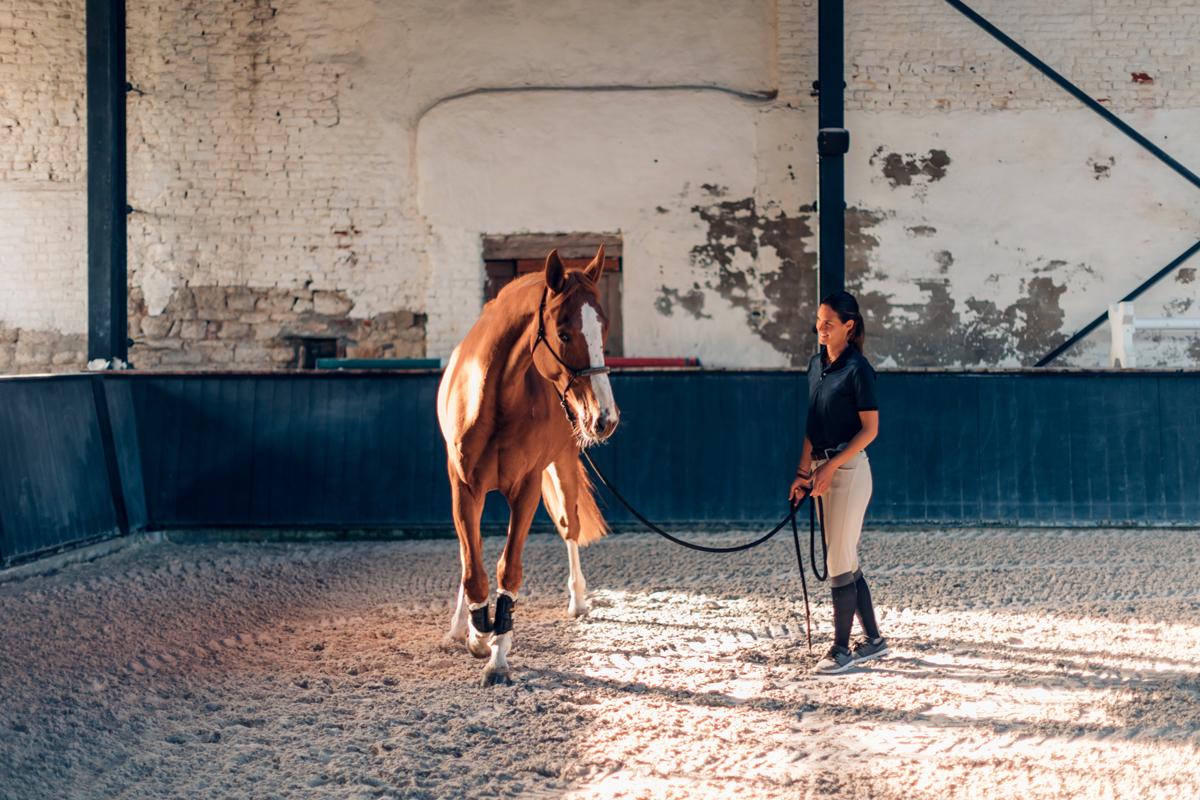 Un caballo jubilado, una historia de rescate y dignidad en el Día Mundial del Caballo