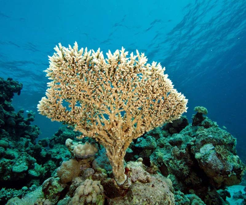 unescosudan_800x669