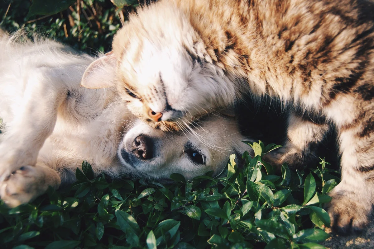 10 libros de gatos y perros que amará leer y regalar