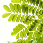 ¿Para qué sirve la moringa?