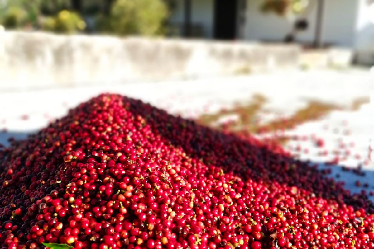 cereza de café