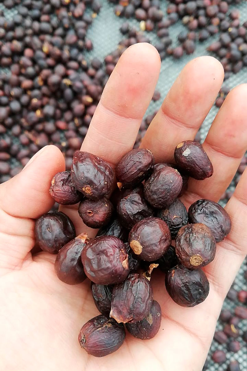 Cereza fermentada