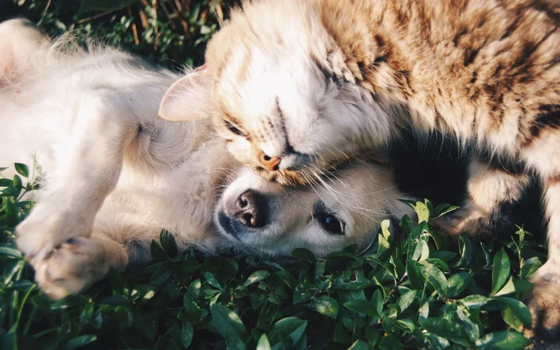 Consejos de un veterinario para tratar la ansiedad y estrés en mascotas