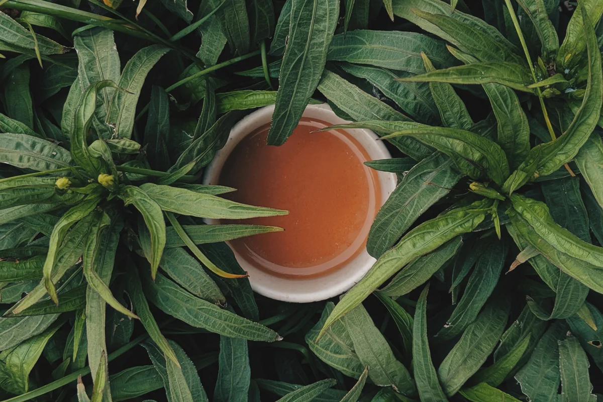 ¿Qué le pasa a los que toman yagé o ayahuasca?
