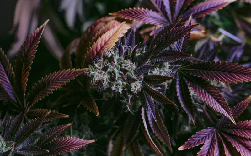 Cannabis medicinal: todo lo que tiene que saber de su uso en Colombia