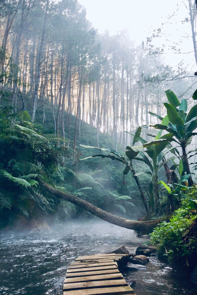 selva del Amazonas