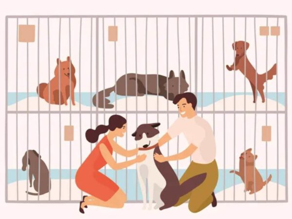 Guía para adoptar perros en Colombia
