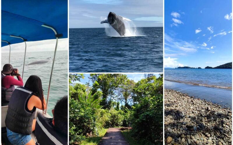 ¿Cómo planear un viaje al Chocó para ver ballenas, disfrutar de sus playas y gastronomía?