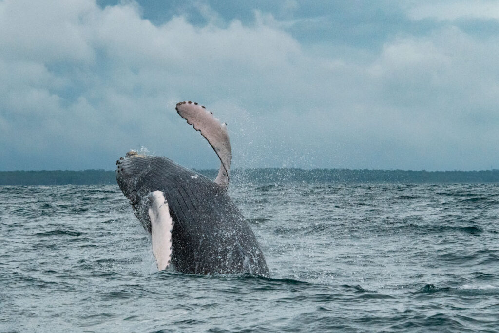 ballenas nariño