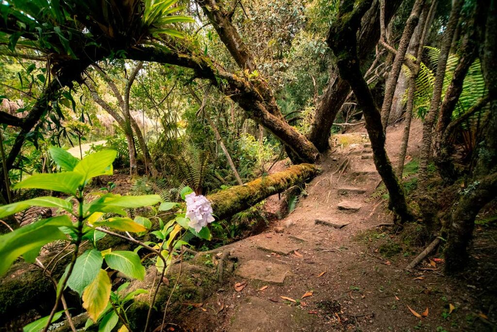 naturaleza musical