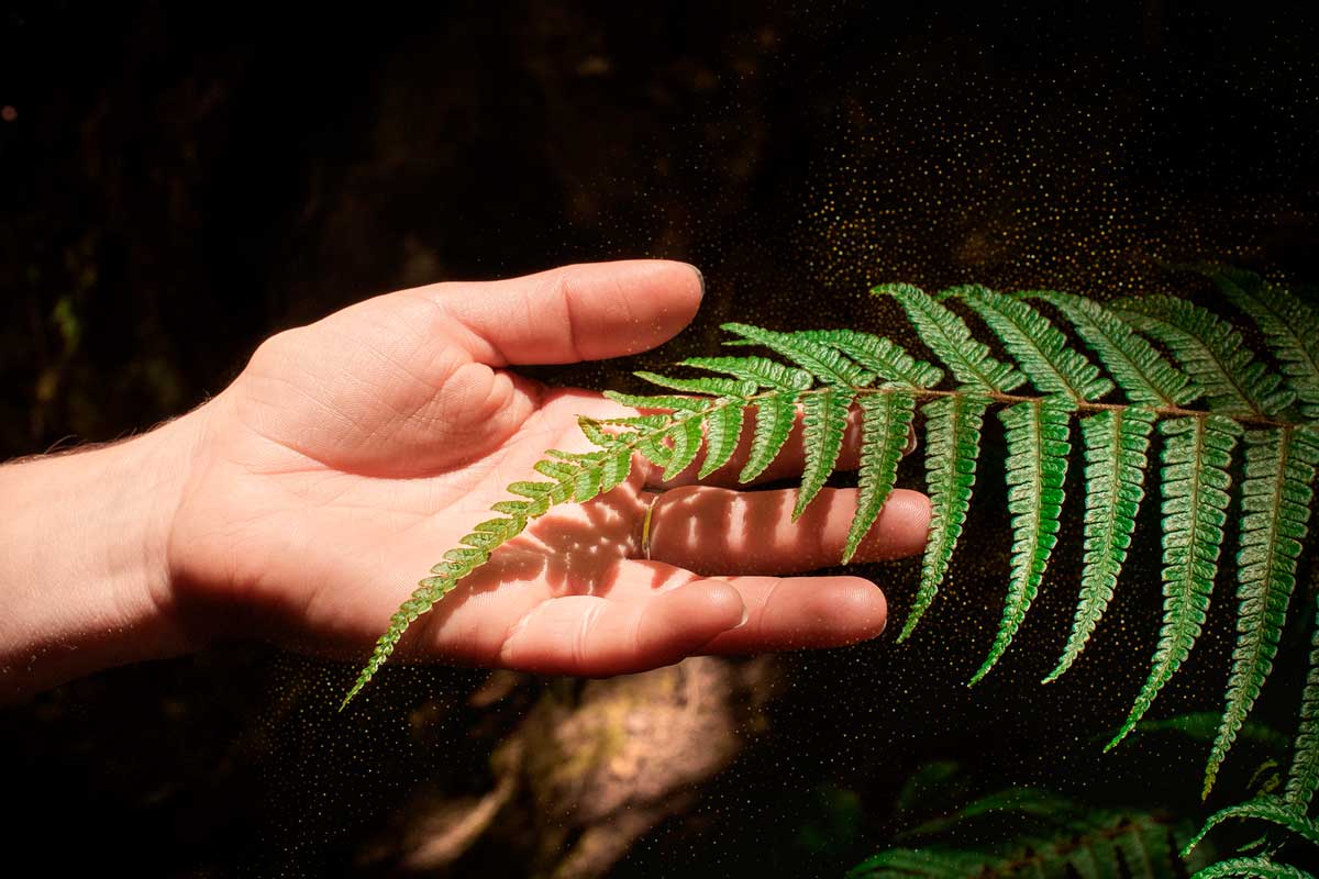 Naturaleza musical: así se puede escuchar de forma electrónica la melodía de las plantas