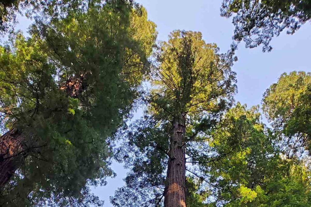 Bosques: california.