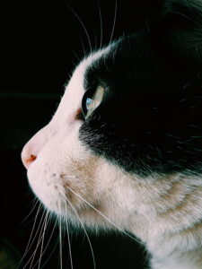 Colombia, cheryl payares, don firulirus, huawei mate 9.