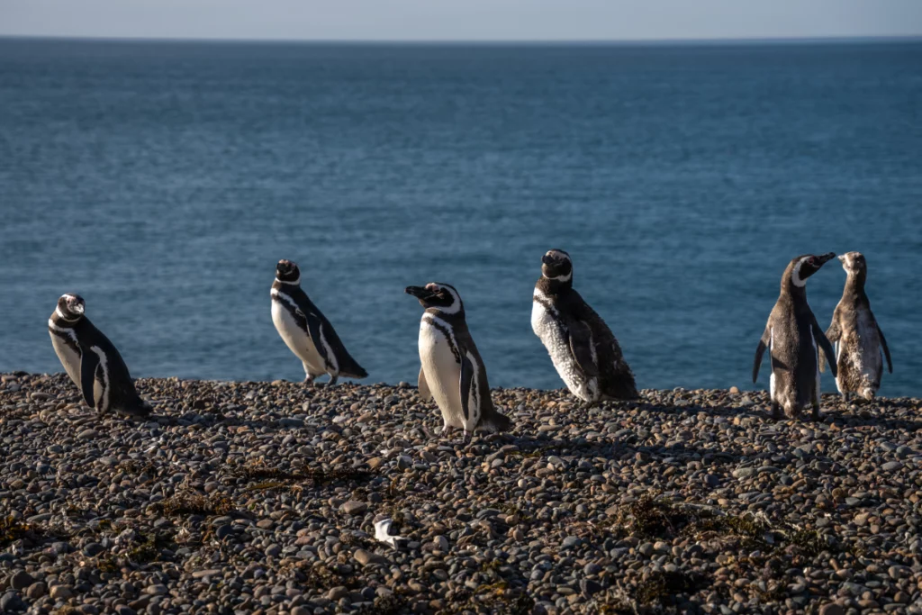 pingüinos rolex