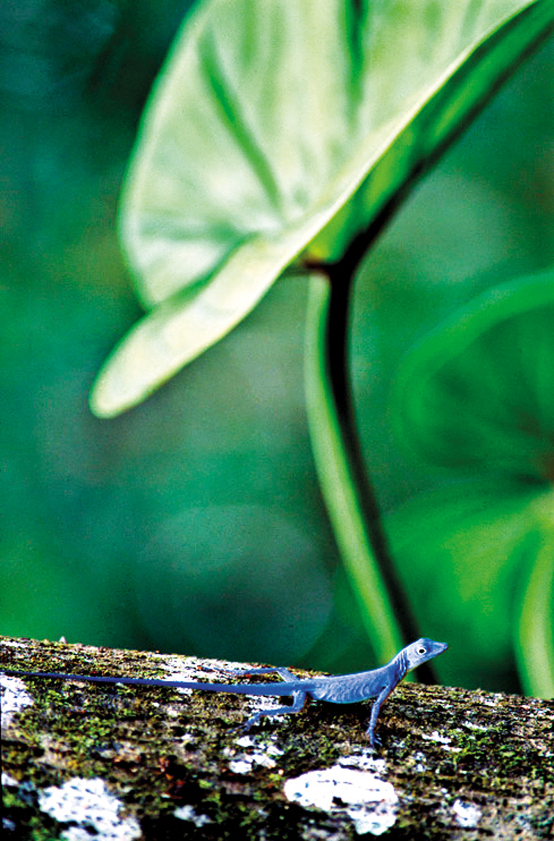 gorgona en el Pacífico