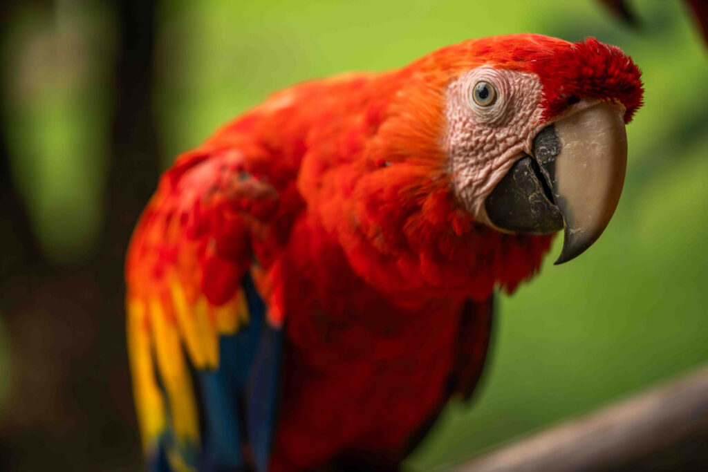 guacamayas colombia