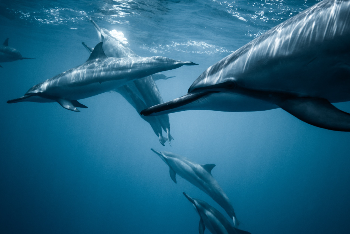 Hawái de vacaciones: cinco recomendados para visitar en el archipiélago Delfines