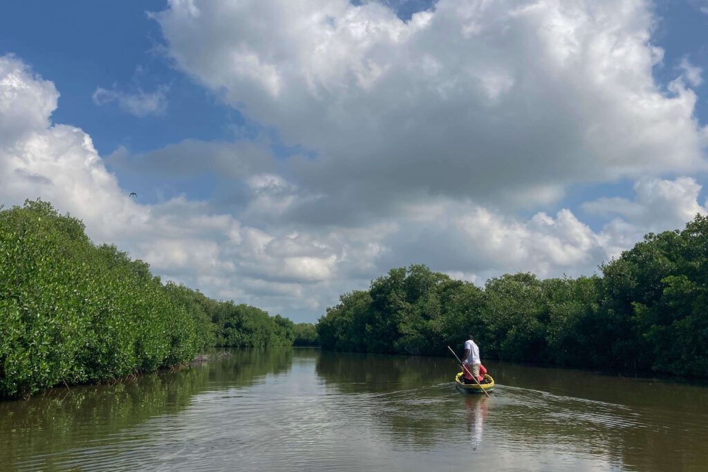 Entre manglares, un viaje a la cartagena macondiana Ciénaga de juan polo, manglares