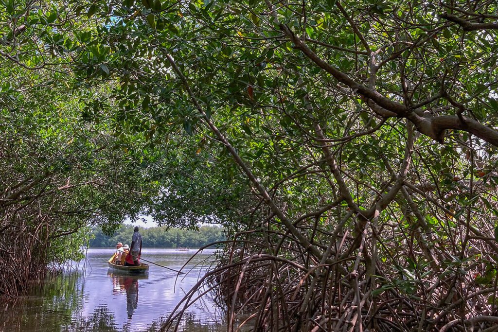 Entre manglares, un viaje a la cartagena macondiana La boquilla manglares