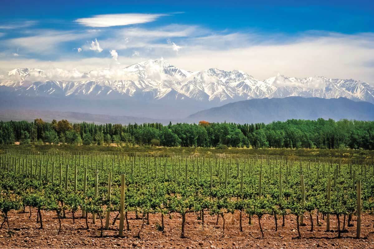 Mendoza Viñedos