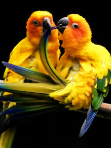 Mexico, aleks harlow, adorable couple, huawei p30