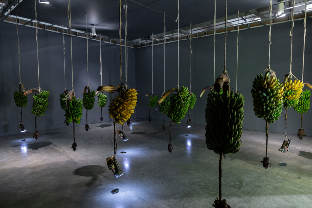 La buena vida: 70 años de arte contemporáneo en colombia Musa paradisíaca
(instalación, 2010),
de josé alejandro
restrepo.