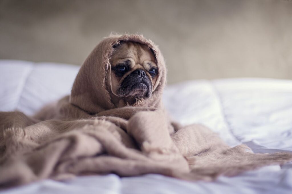 Perro