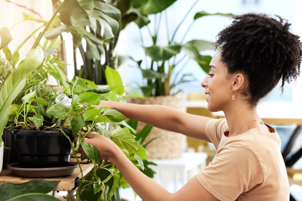 Las 5 plantas de casa más fáciles de cuidar Plantas de casa