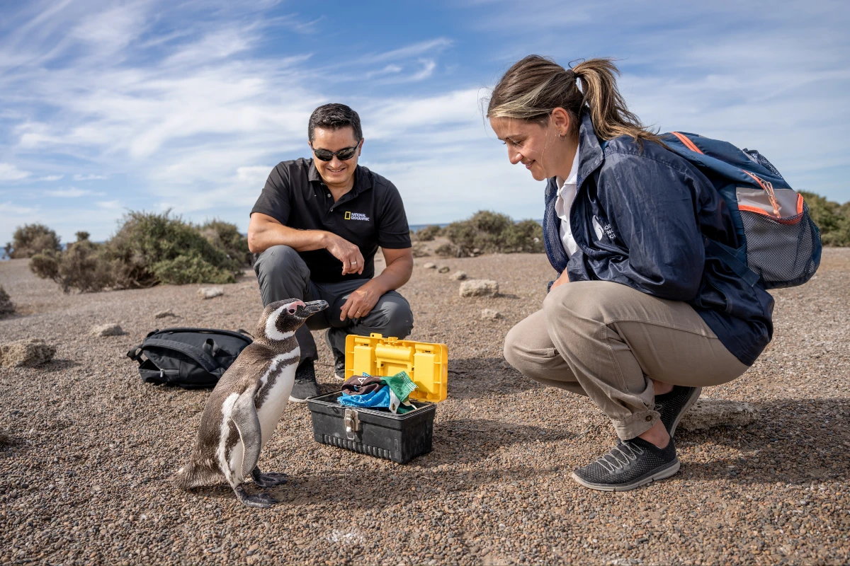 Los secretos de los pingüinos que cautivaron a Rolex y National Geographic