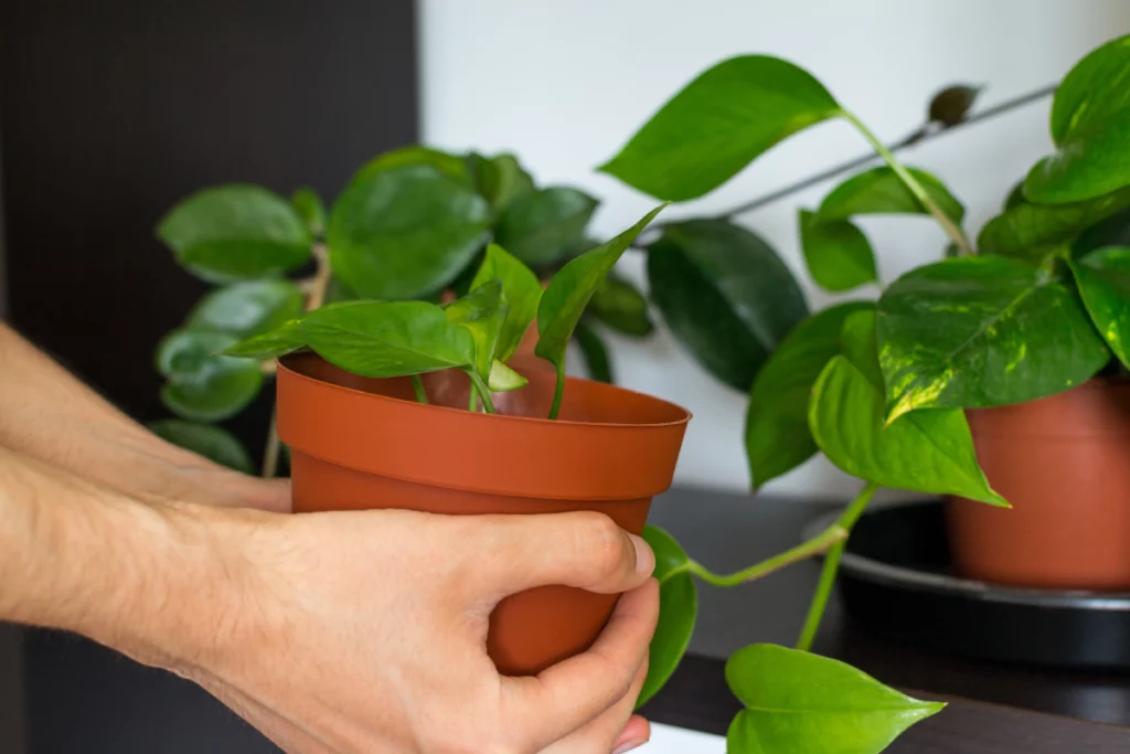 Las 5 plantas de casa más fáciles de cuidar Plantas de casa