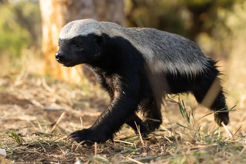 Underdogs tyan reynolds