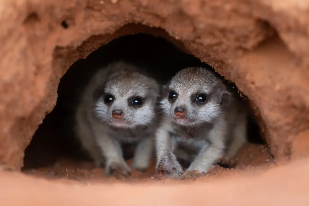 underdogs ryan reynolds