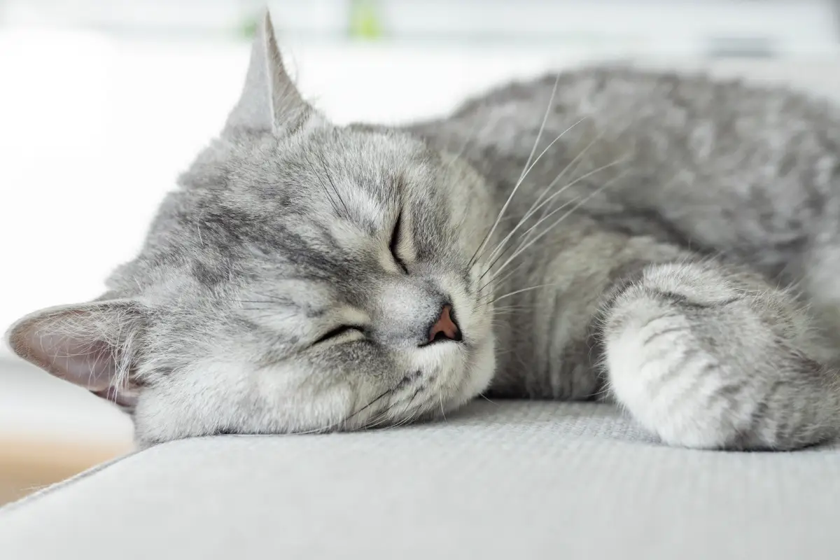 Esto explica la extraña obsesión de los gatos con los bloques de concreto