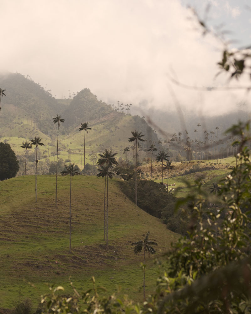 Valle de cocora