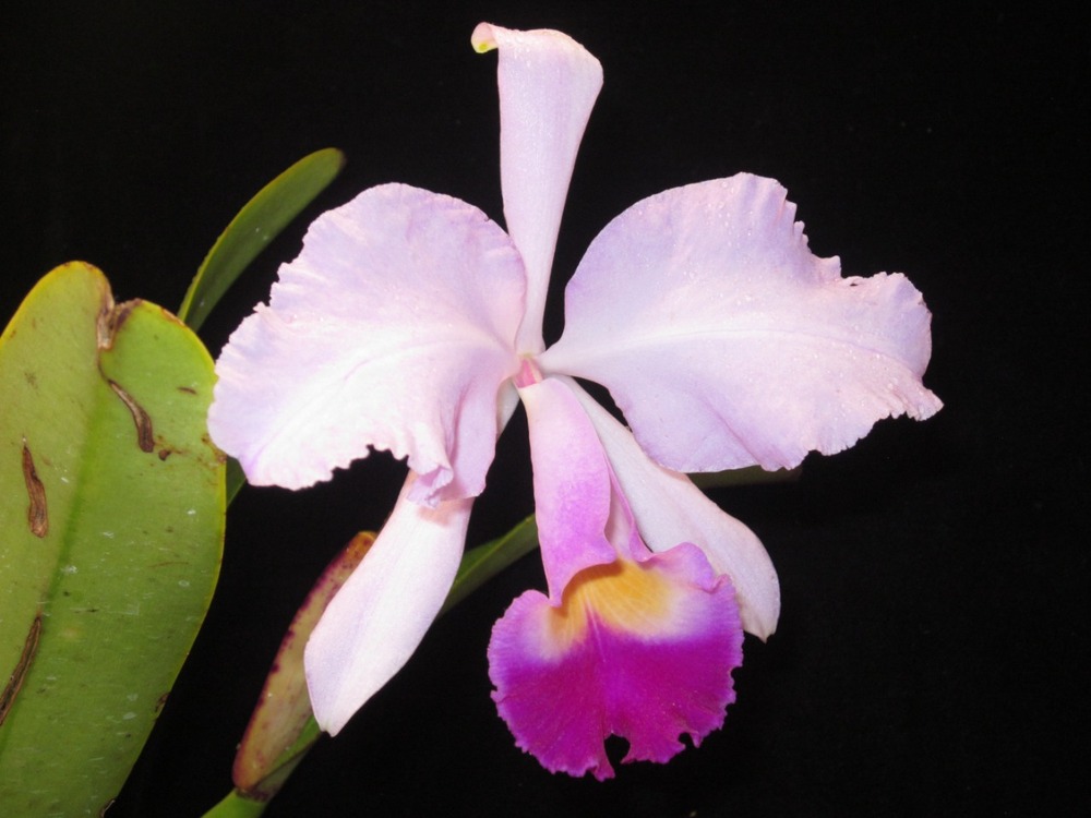 Bogotá se viste de orquídeas en el jardín botánico: todo lo que necesita saber sobre la exposición