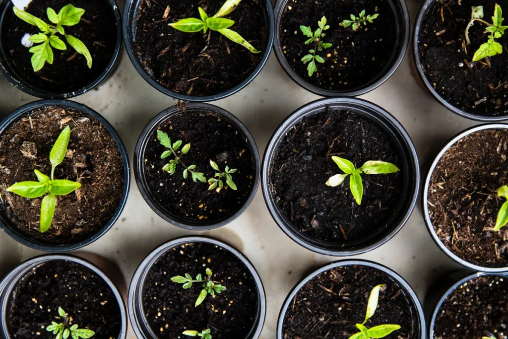 ¿cómo sembrar vegetales y hierbas aromáticas en casa?
