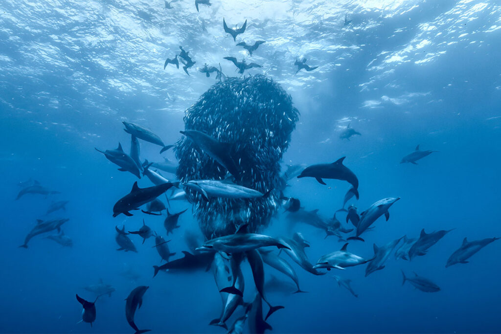 Océanos David Attenborough