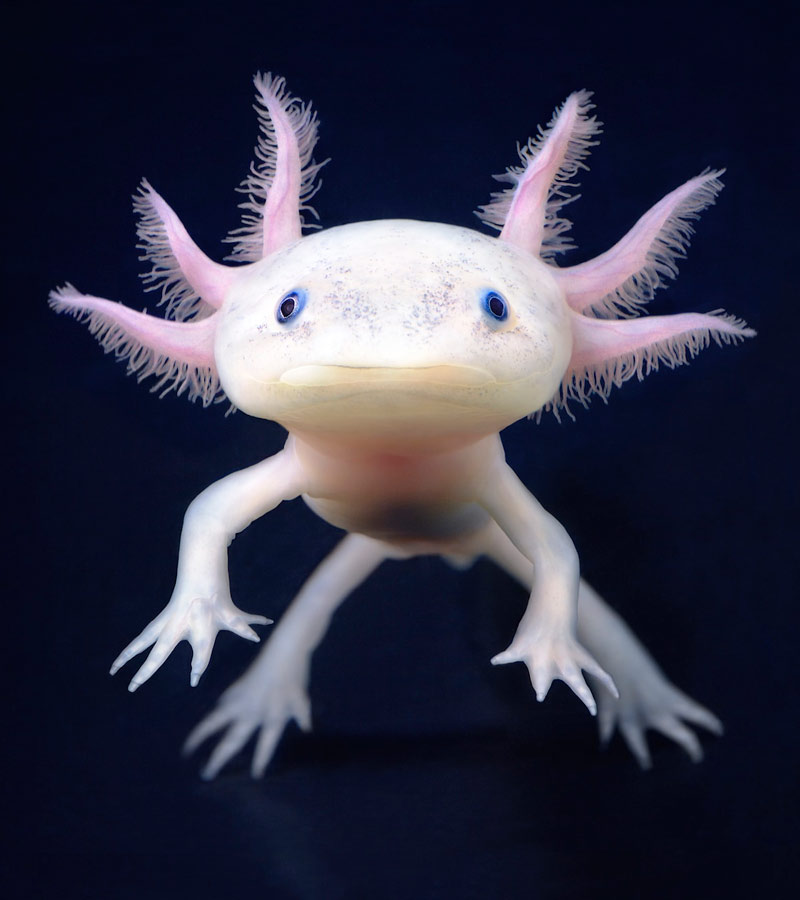 Especies en vía de extinción