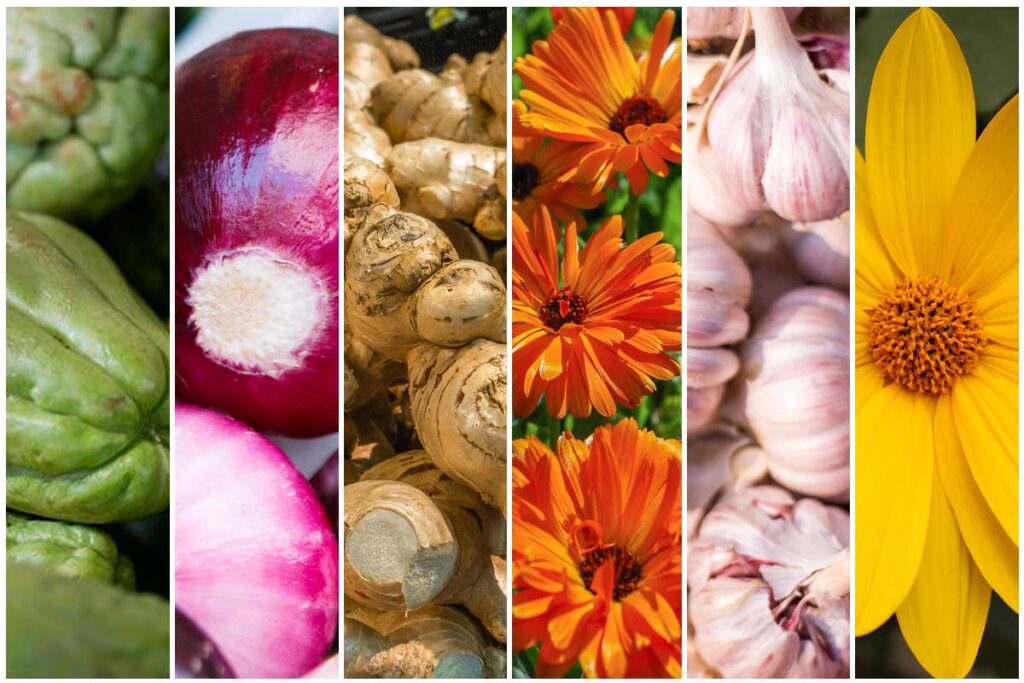 Siete analgésicos naturales para reemplazar a los fármacos de laboratorio