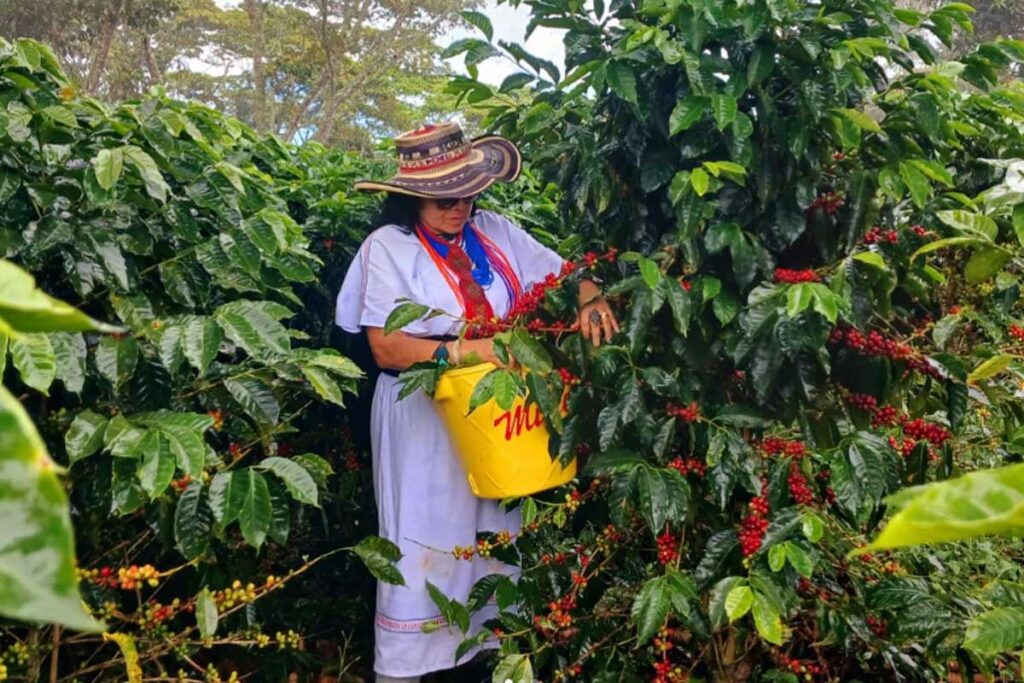 50 marcas de café colombiano para disfrutar en 2024 Café colombiano