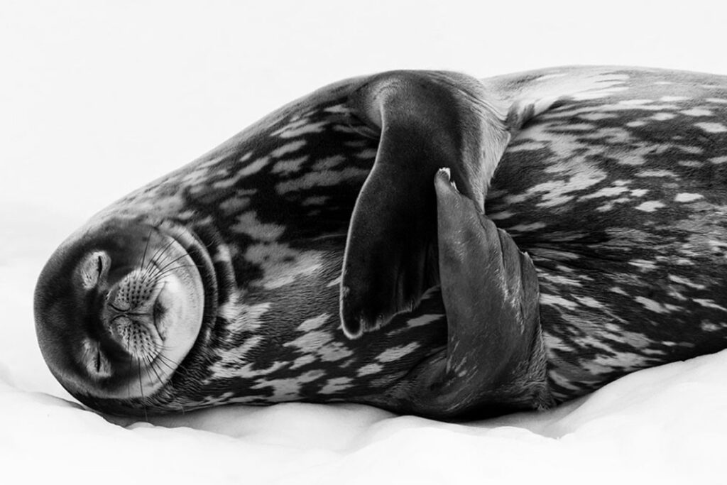 Estas son las fotografías finalistas del wildlife photographer of the year 2019