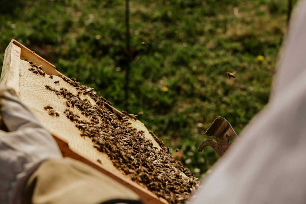 “sueño, pienso y trabajo como abeja”, así es la vida de un apicultor Apicultor, abeja