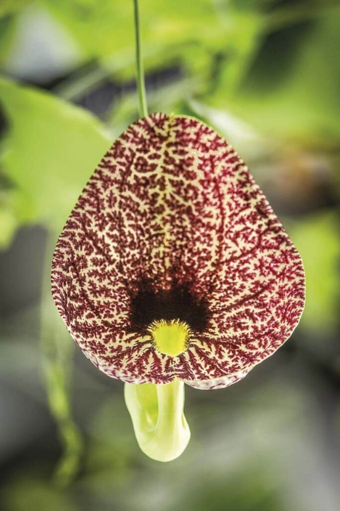 El tropicario más grande de sudamérica está en bogotá