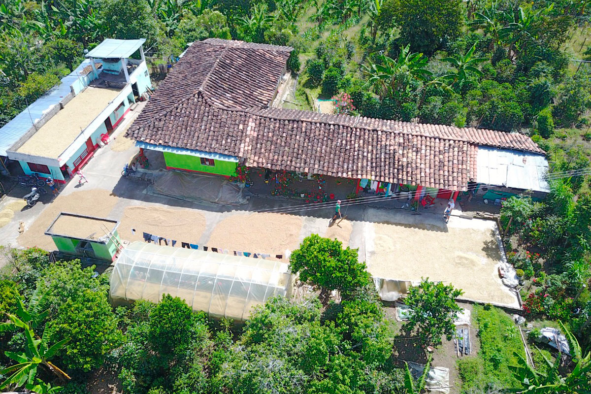 Aromas del viento, el café de especialidad que enorgullece a nariño Finca la esperanza