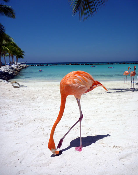 Planes para hacer en aruba