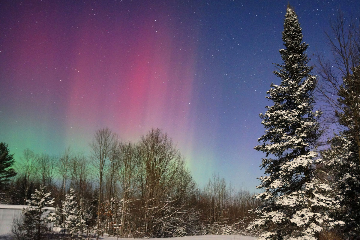 Aurora morada con árbol