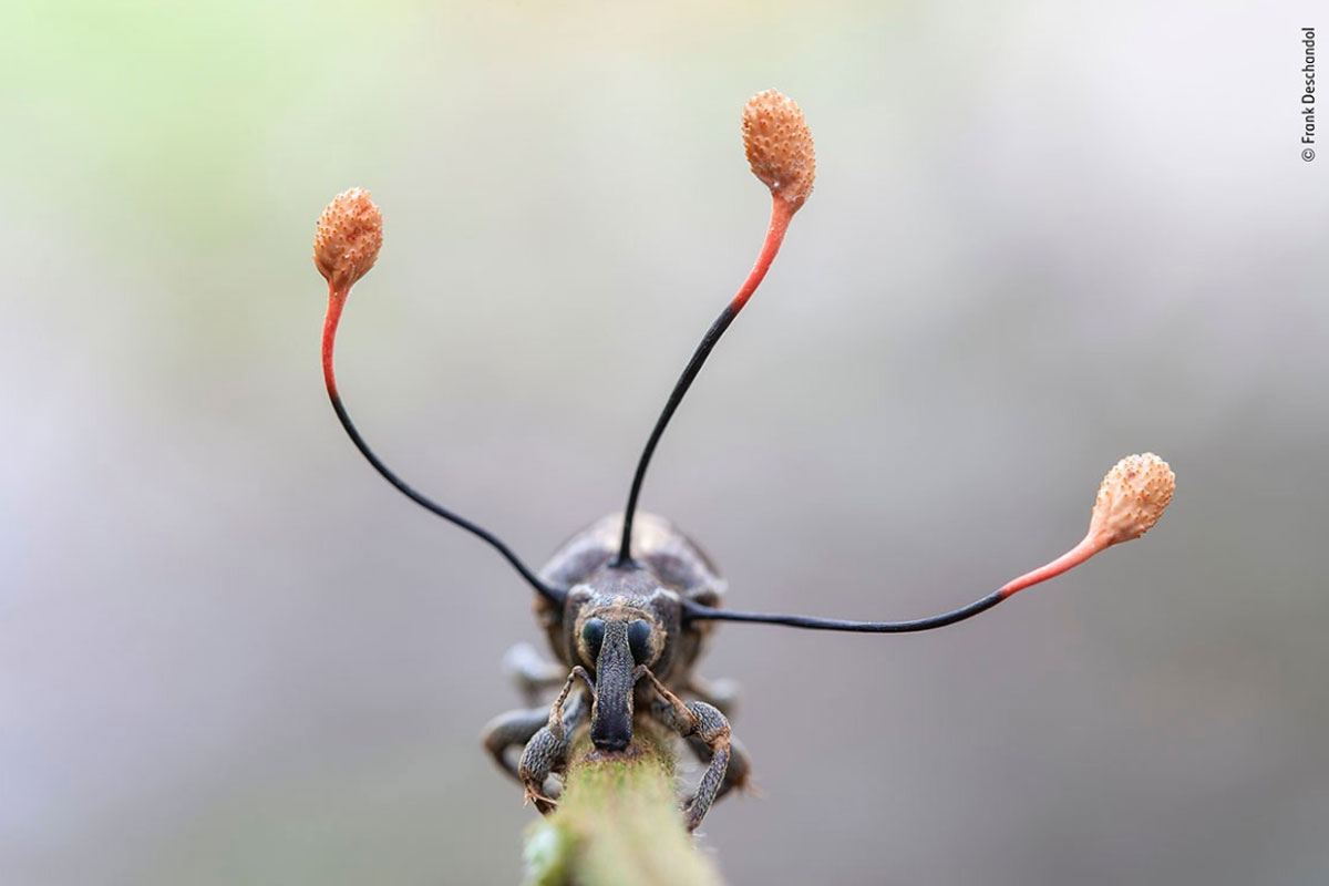 Estas son las fotografías finalistas del wildlife photographer of the year 2019 Estas son las fotografías finalistas del wildlife photographer of the year 2019