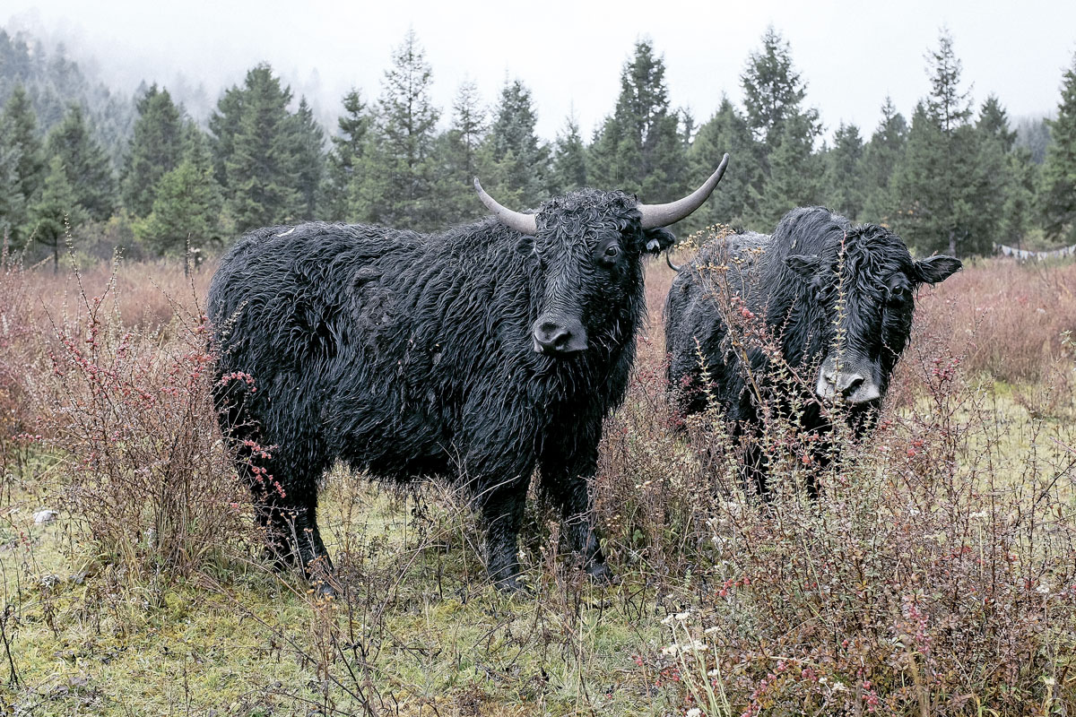 Visita a jiuzhaigou, el parque nacional más importante de china Jak