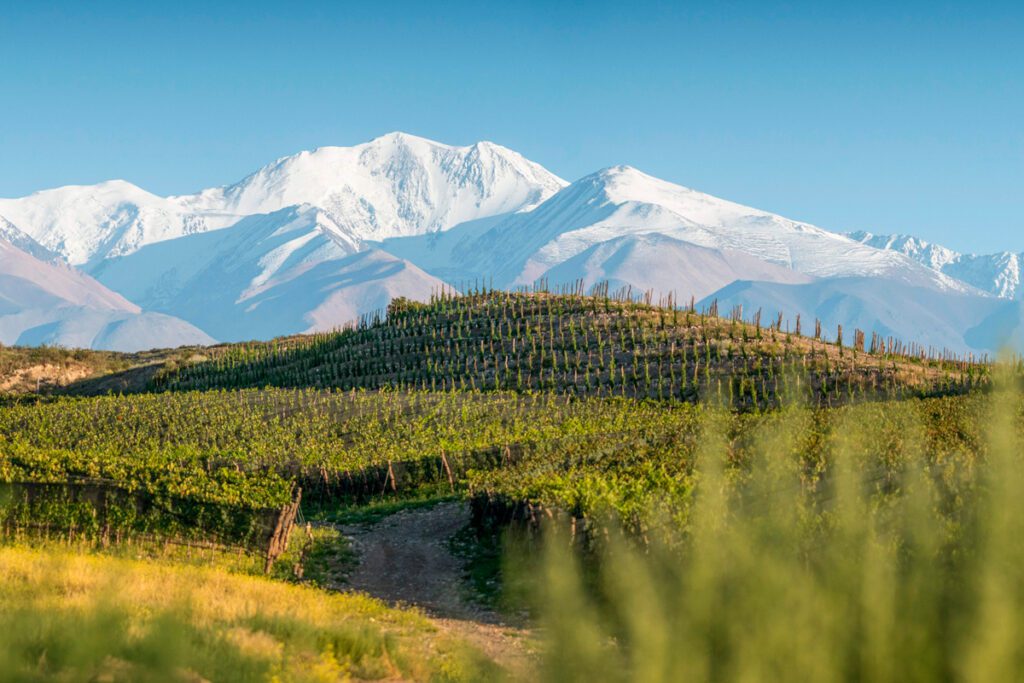 Bodegas finca agua jarilla 2024